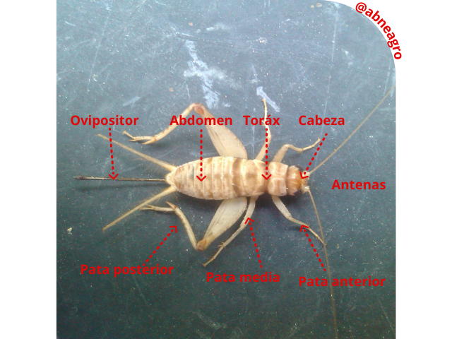 Orden Orthoptera partes 1.png