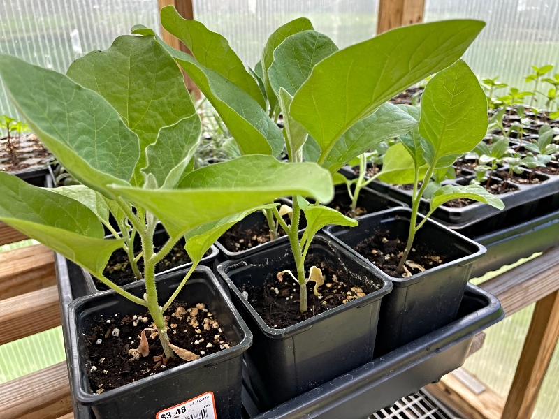 gardening-greenhouse-eggplant.jpg