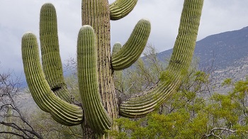 18f768c3-ceea-4958-8cd3-680962397926_cactus.jpg