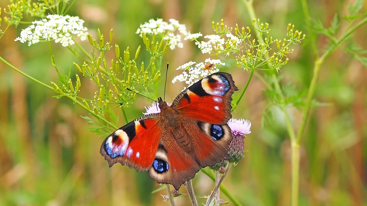 peacock-butterfly-1526939_1280.webp