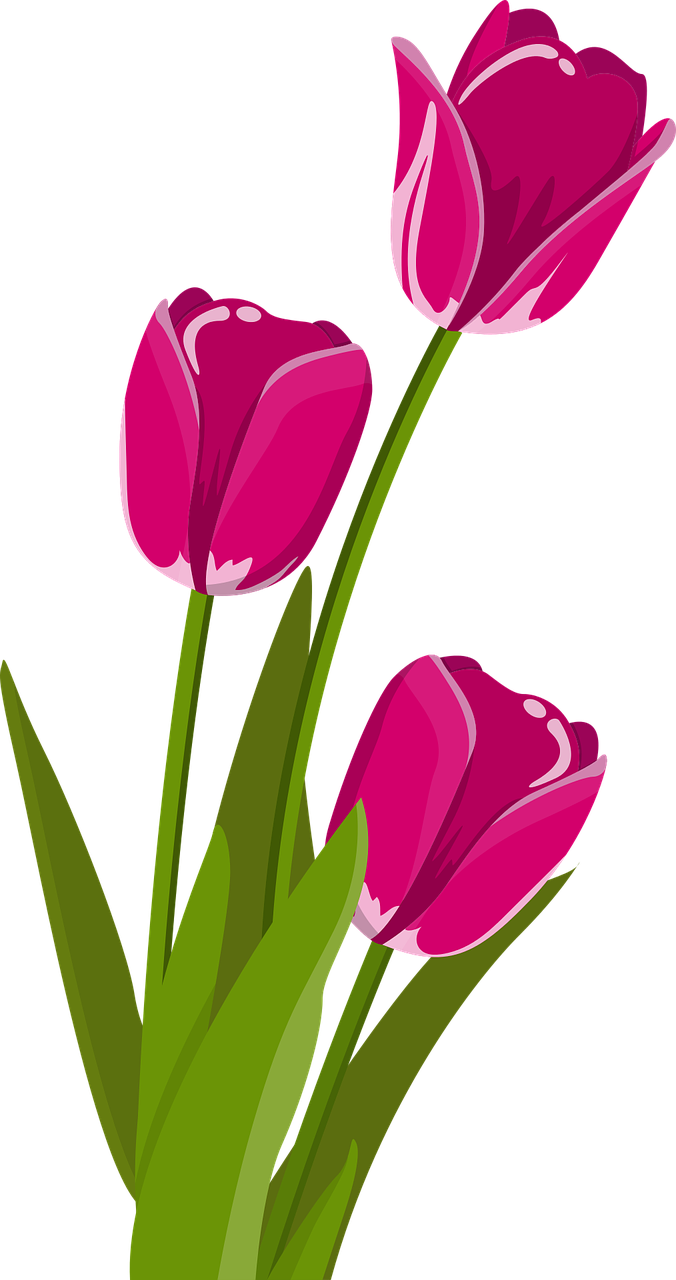tulips-2923492_1280.webp