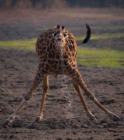 giraffe drinking water funny.jpg