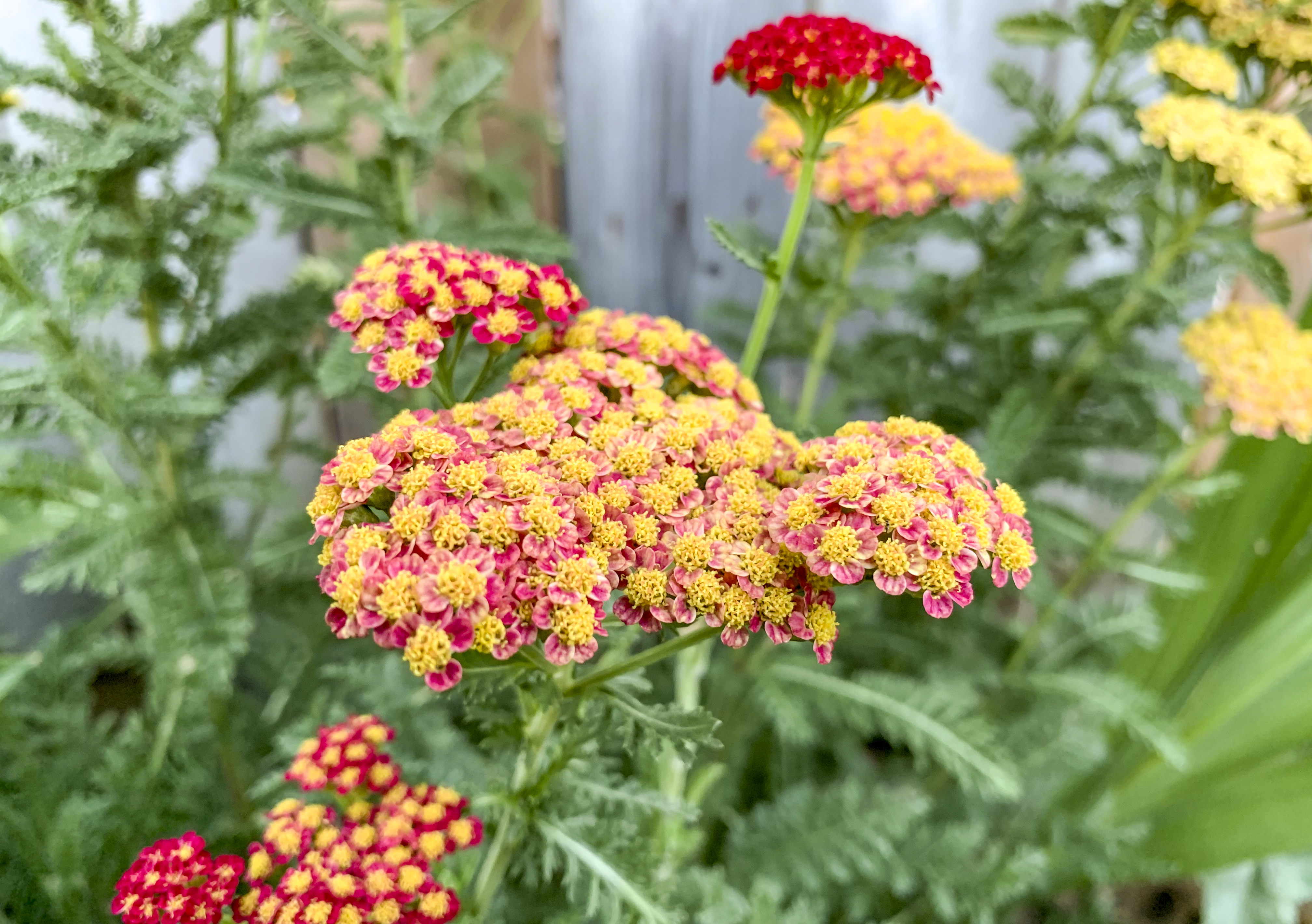 Pink And Yellow Flower In GArden.jpg