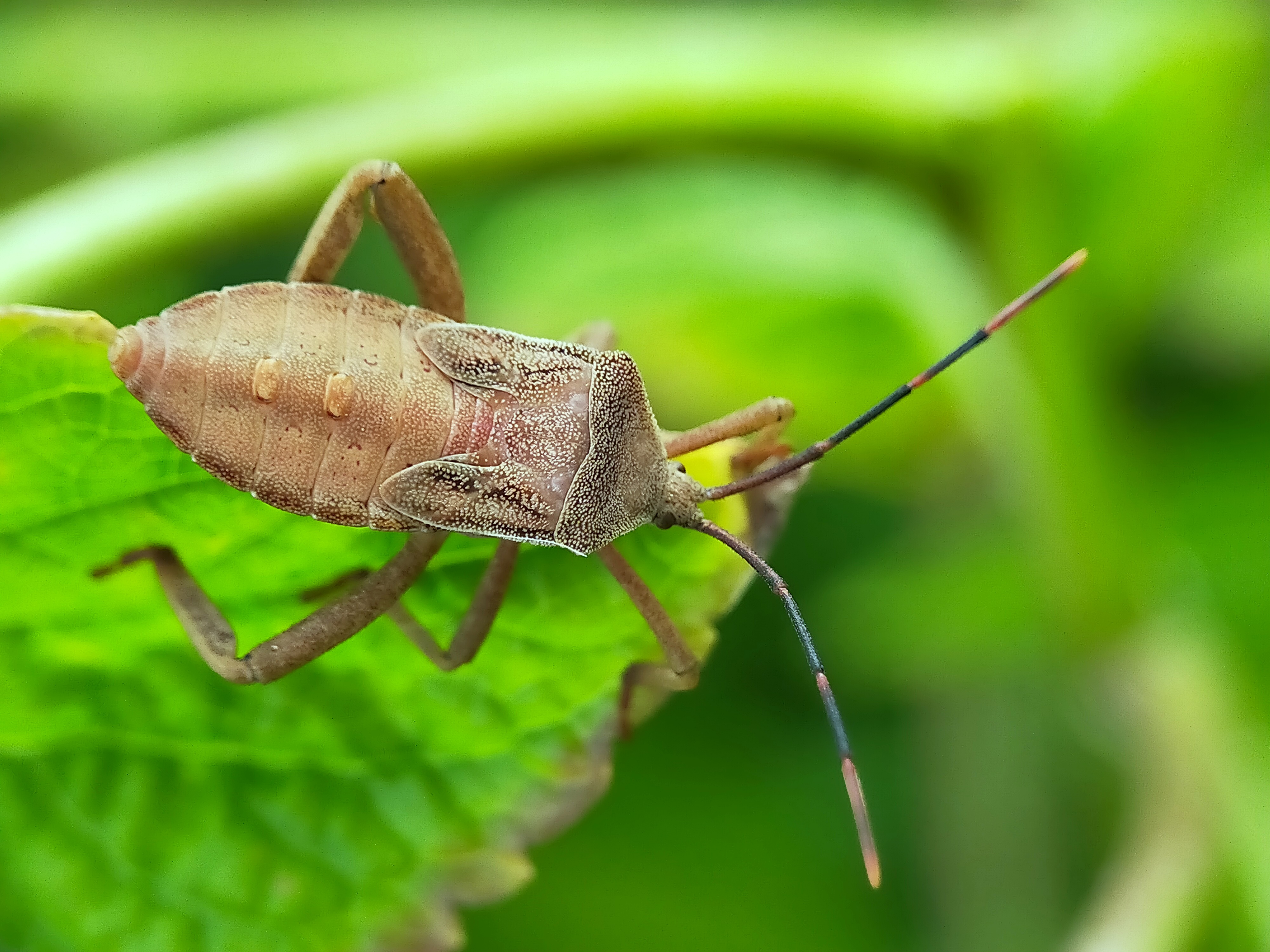Stink Beetle (26).jpg