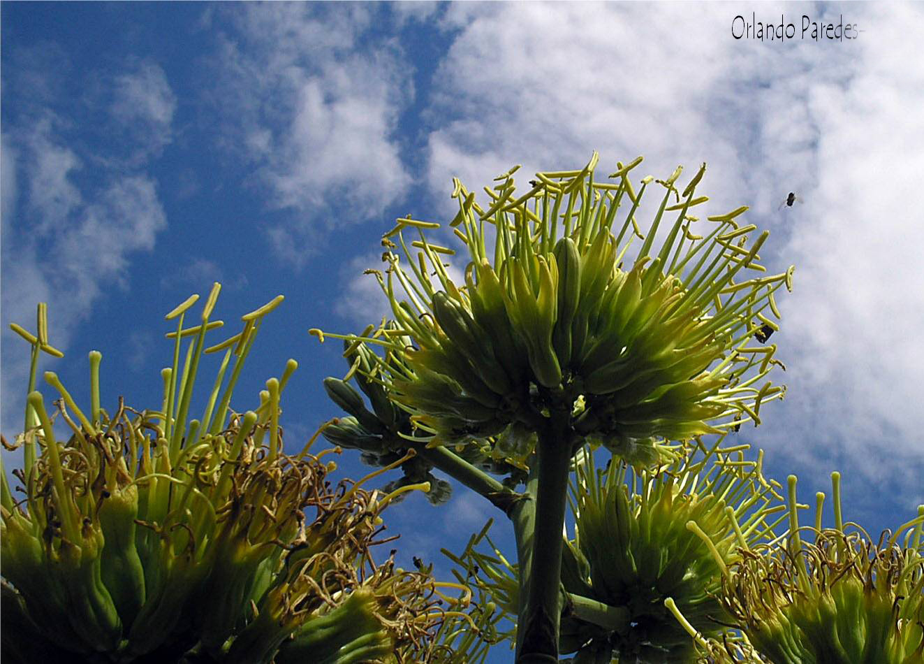 Maguey- Quiote (8).JPG