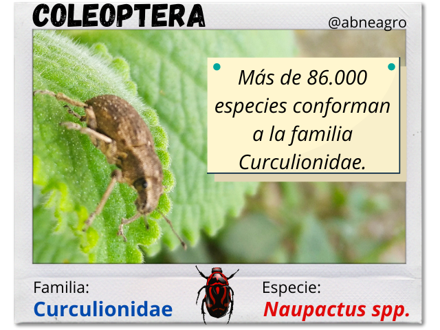 Coleoptera(1).png