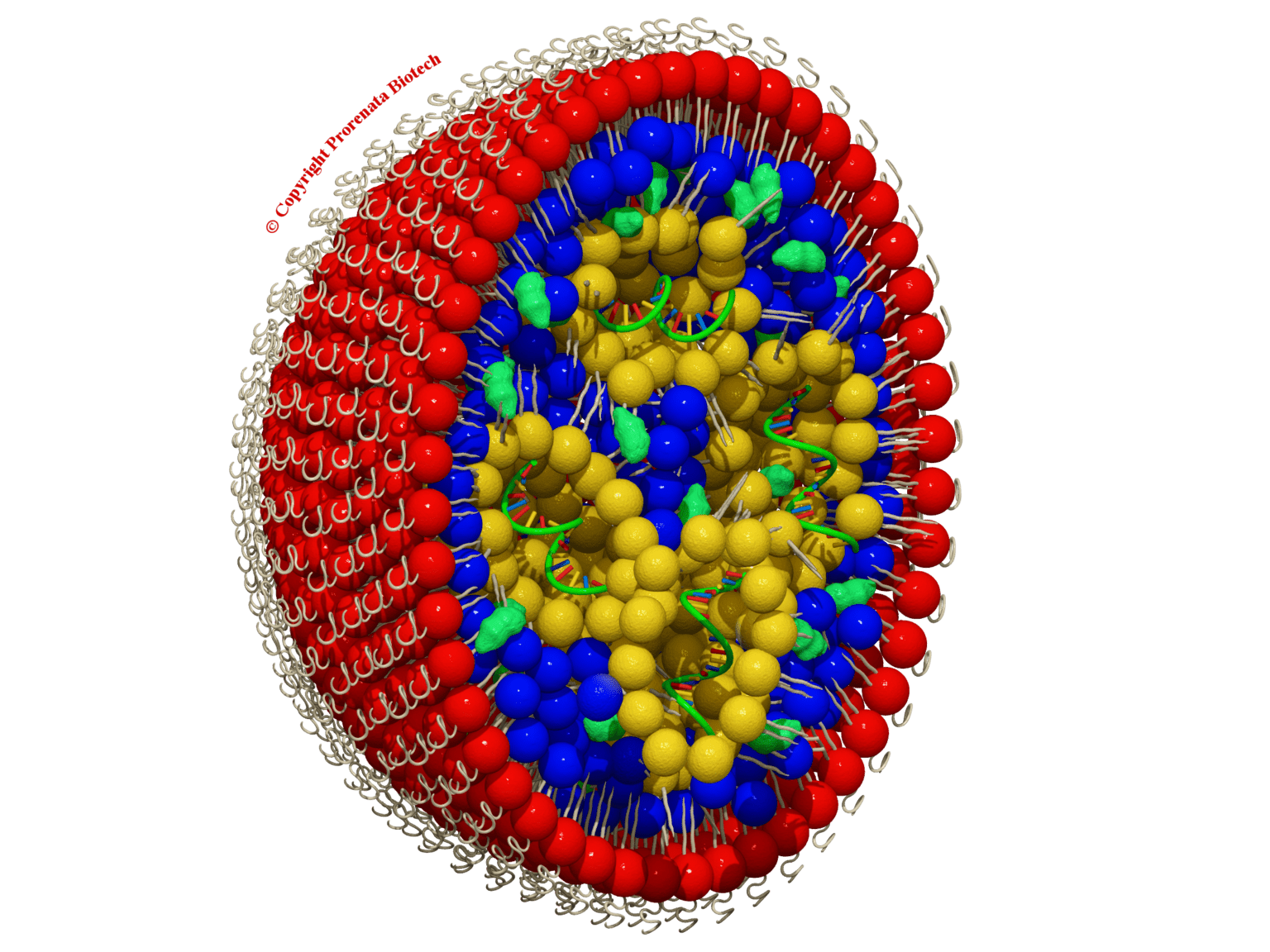 Lipid_c-1536x1152-3593691019.png