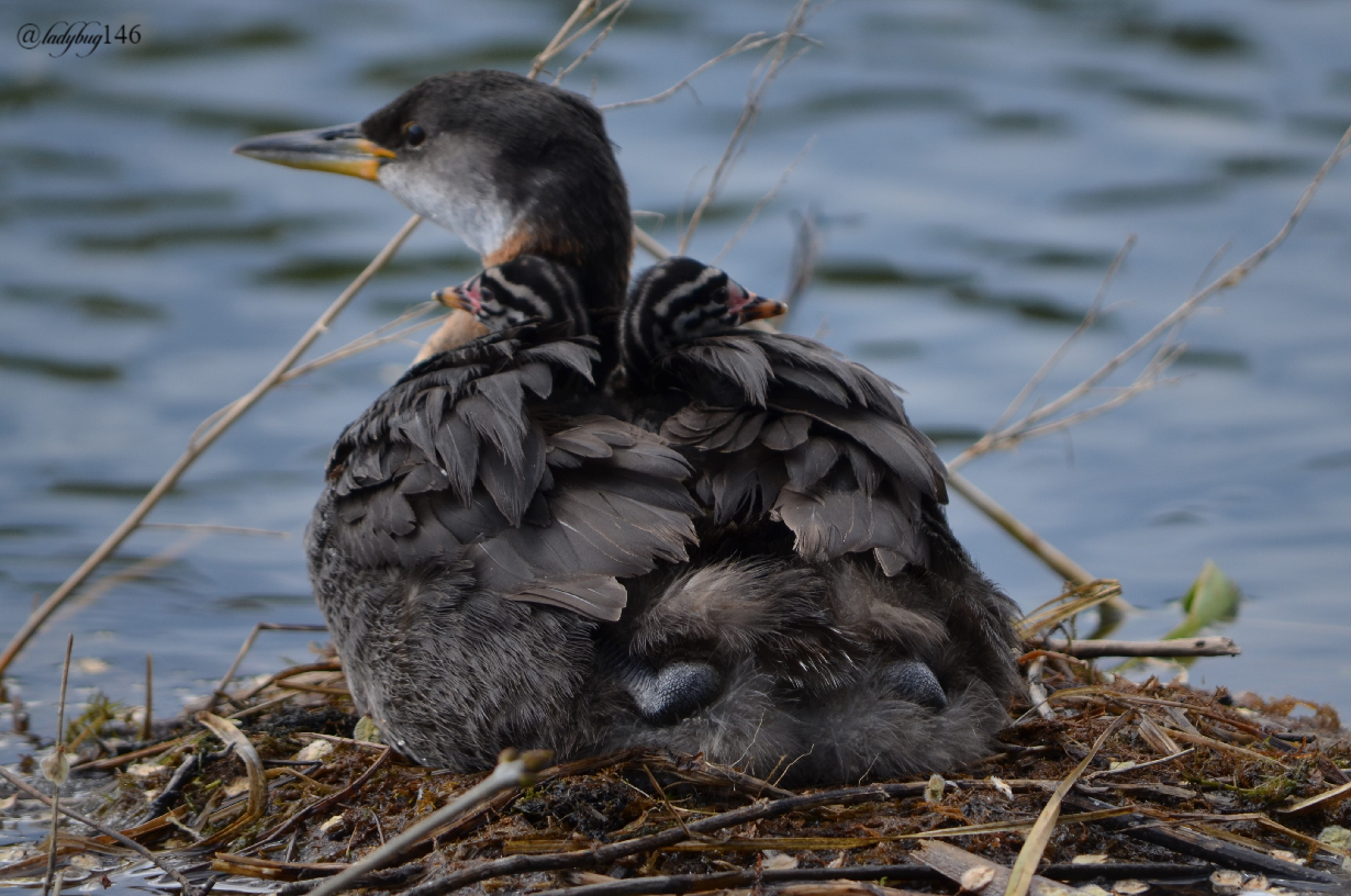 grebe3 (1).jpg