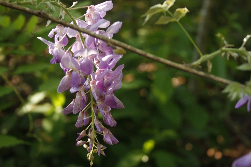 wisteria bloom.jpg