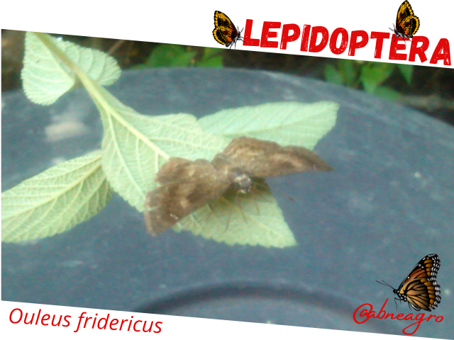 Lepidoptera 1.png