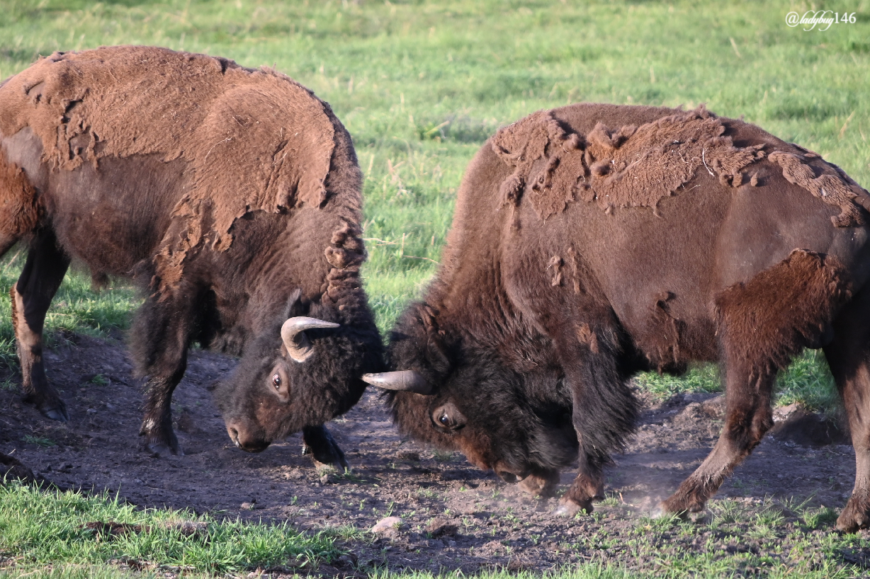 bison fight.jpg