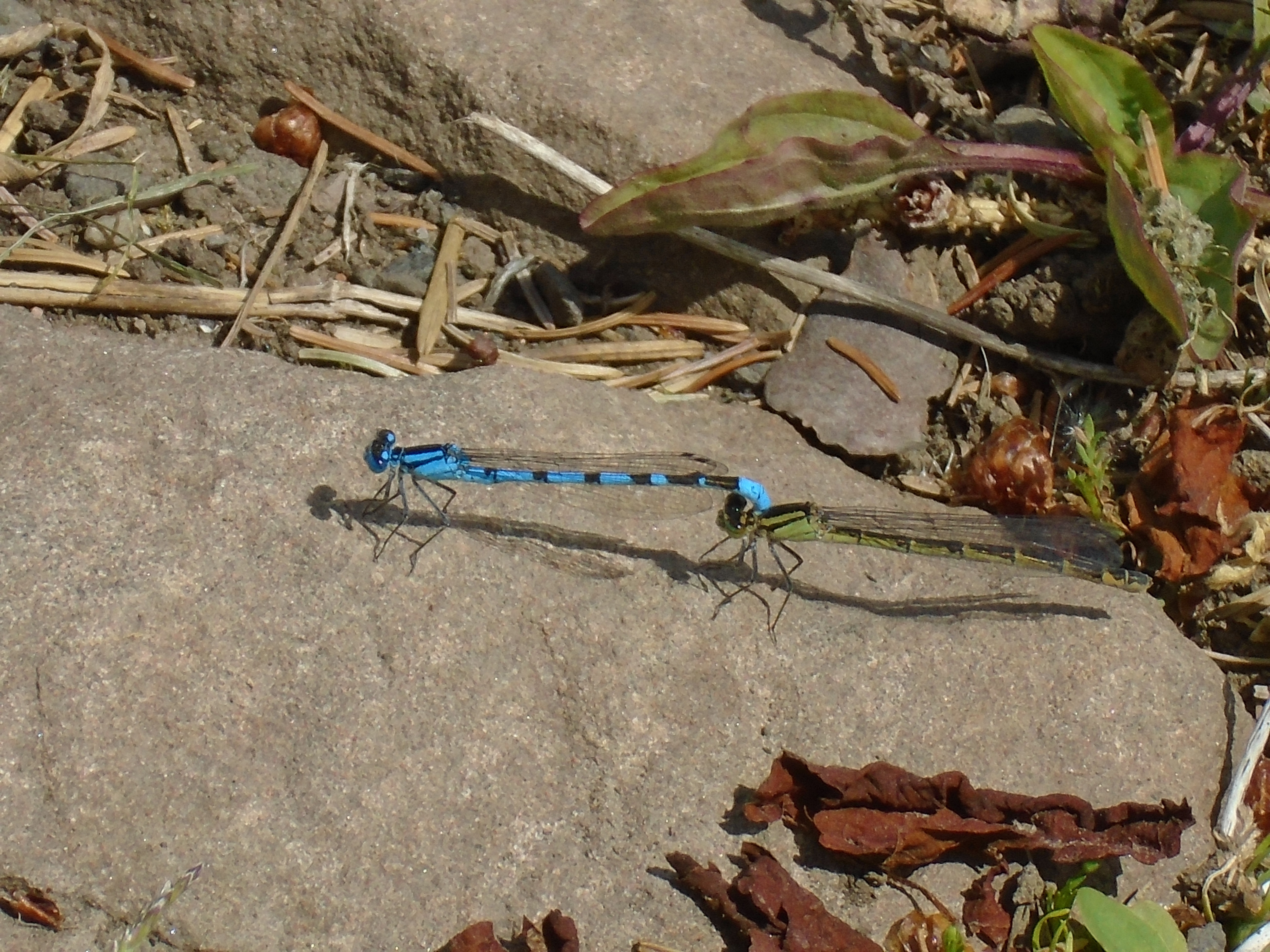 DSC02752.jpg
