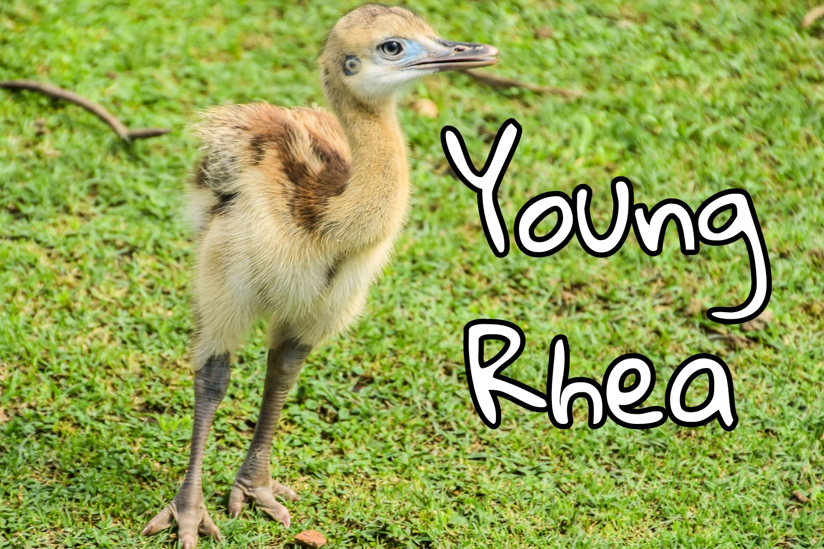 Rhea birds.jpg