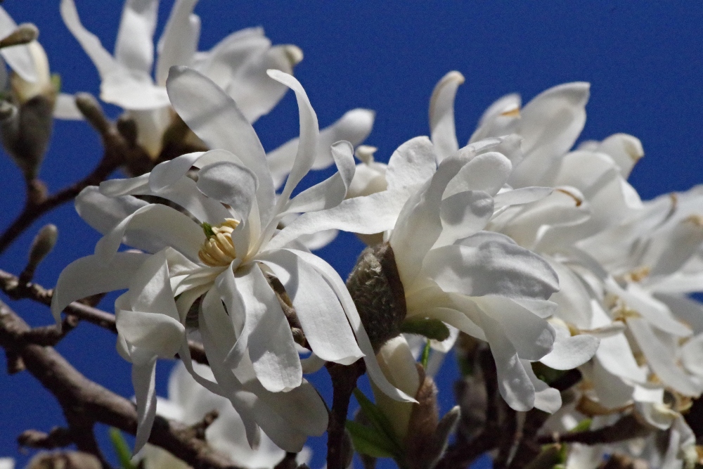 magnolia-nature-photography-8.jpg