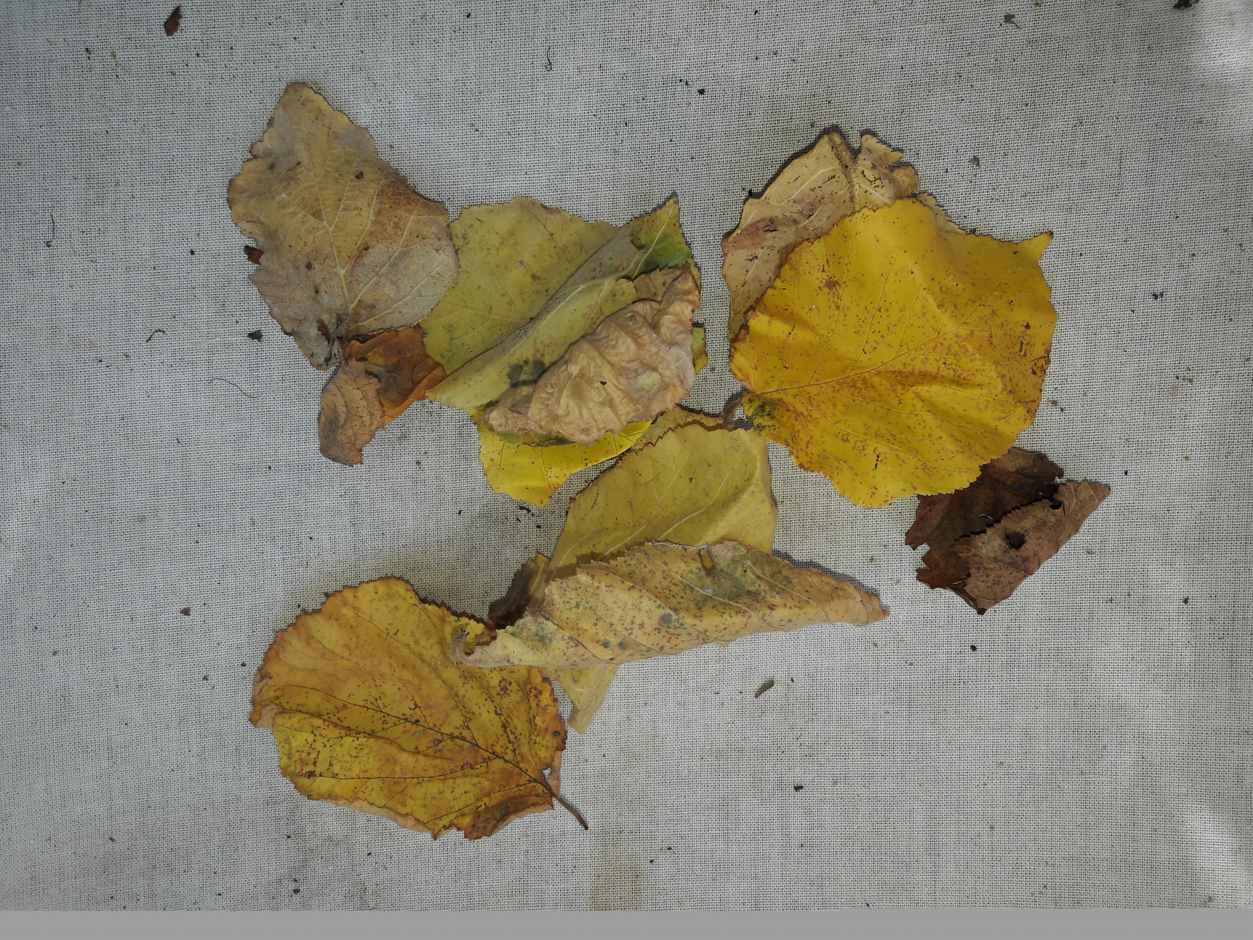 Flora-Leafs-A-Tree-Publicdomain (2).jpg