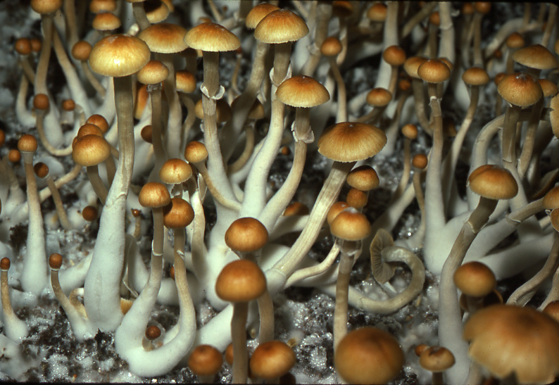 Psilocybe-cubensis-060.jpg