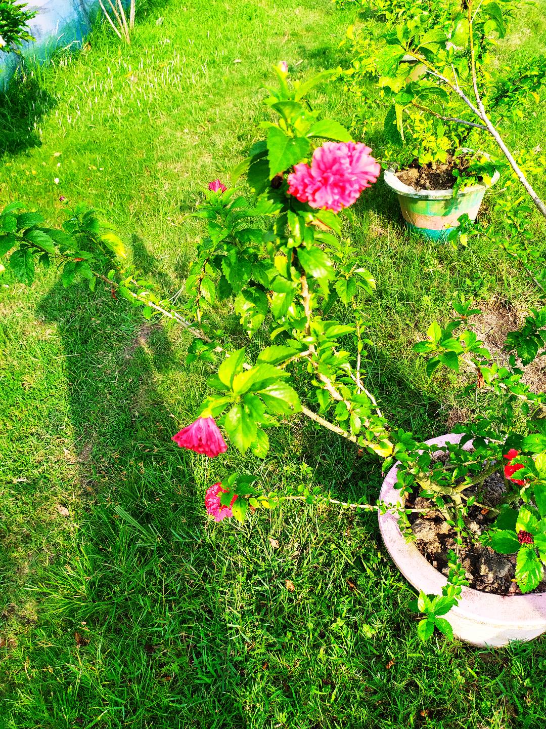 IMG_20201009_174717.jpg