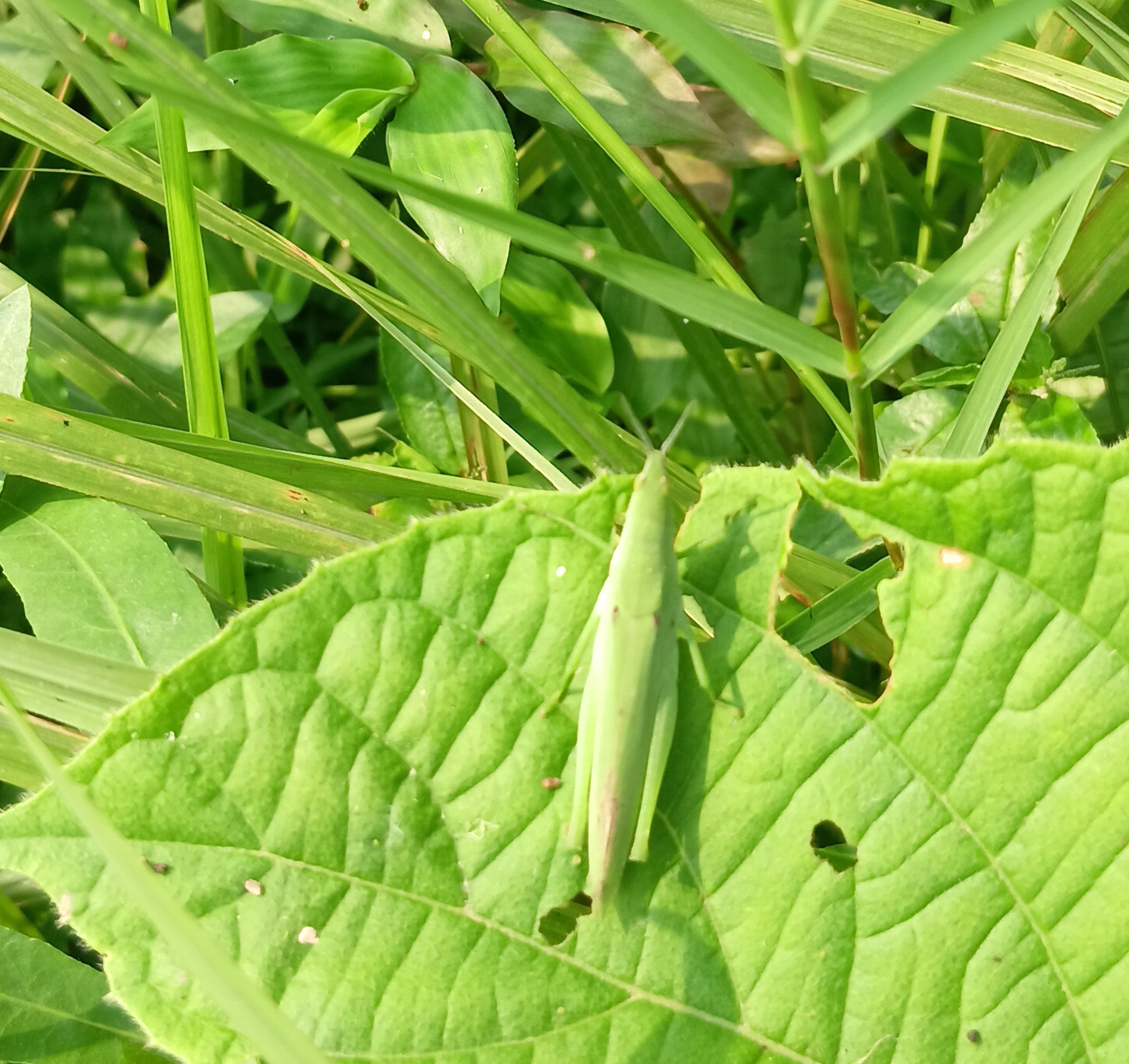 20250811_074151.jpg
