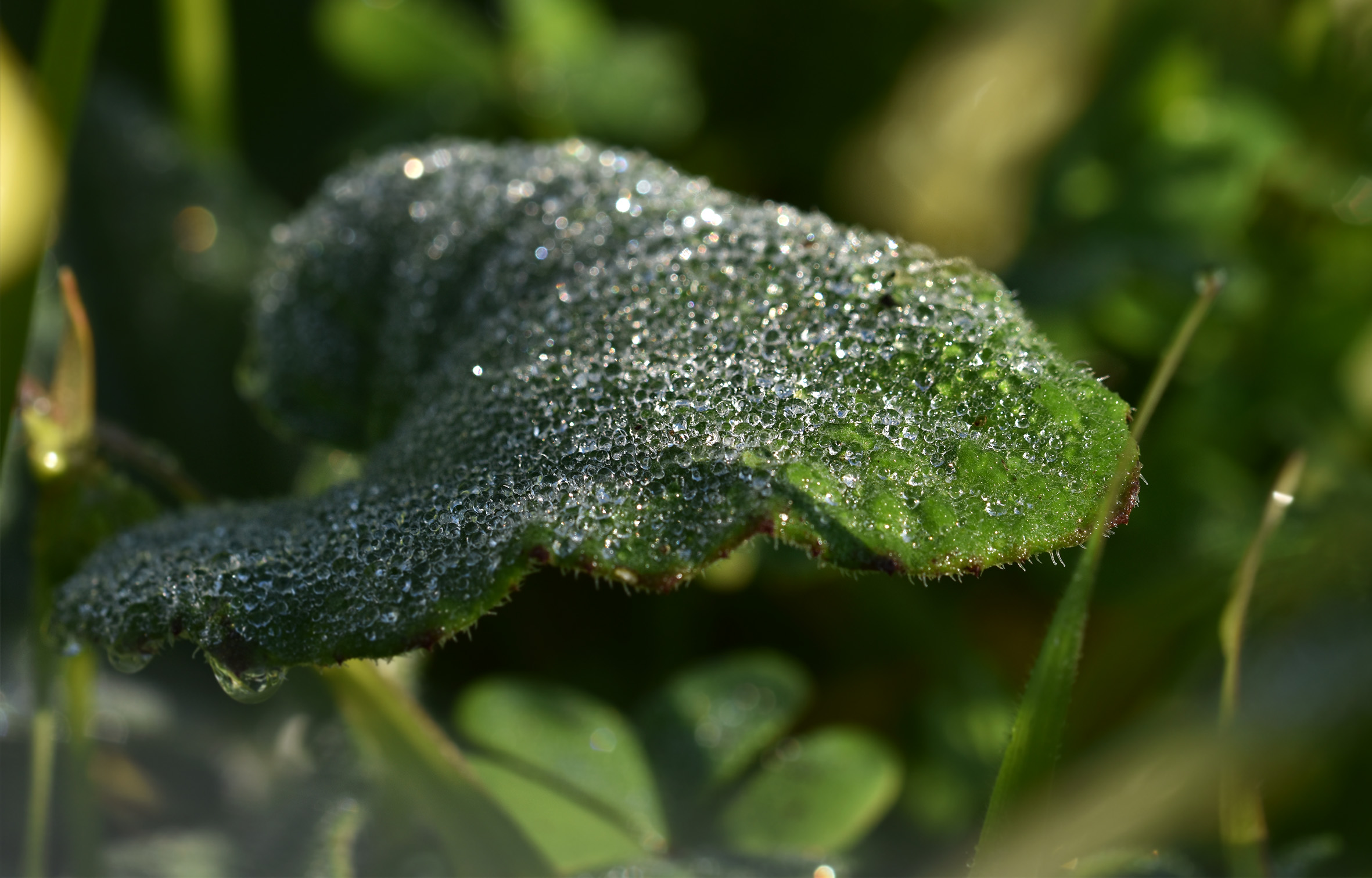 leaf dew waterdrops 1.jpg