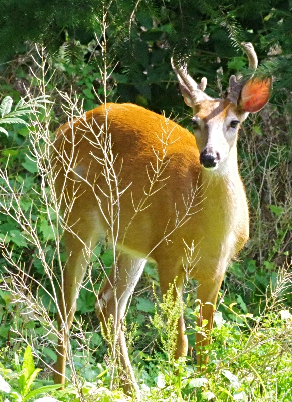 deer-5.jpg