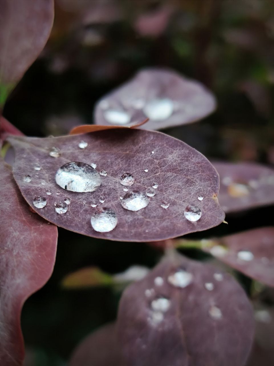 IMG_0071.jpeg