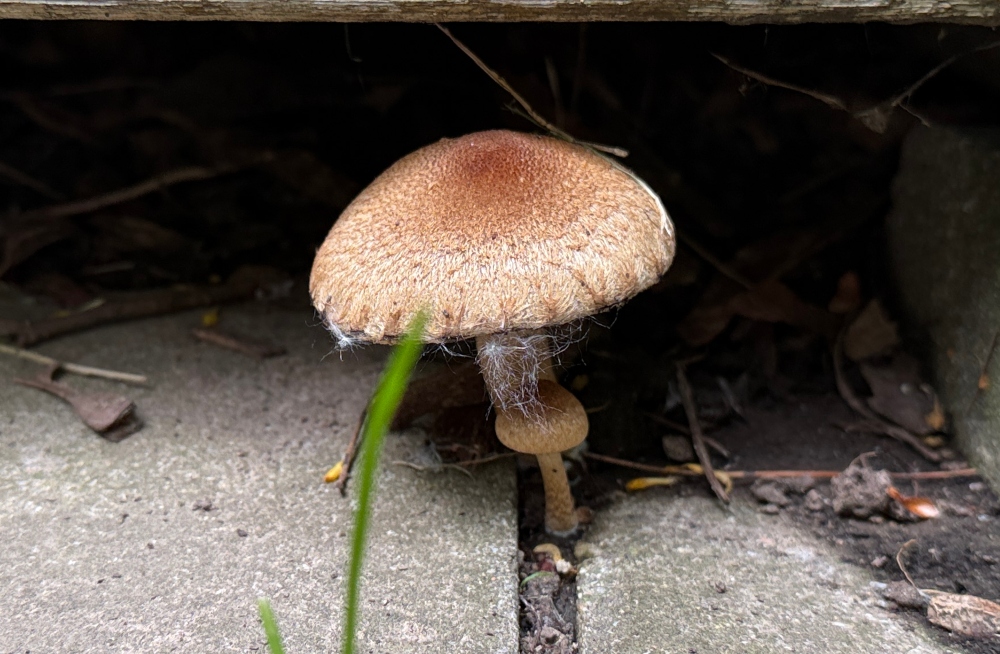 fungi-friday-1.jpg