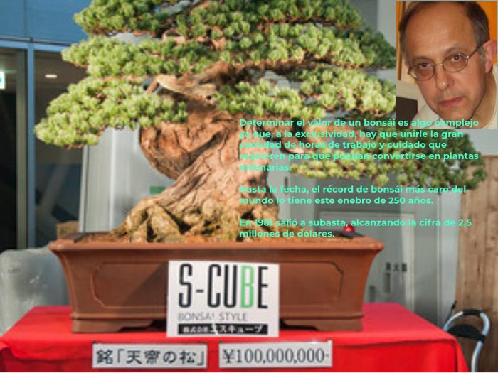 01.-steemit-bonsai-record.png