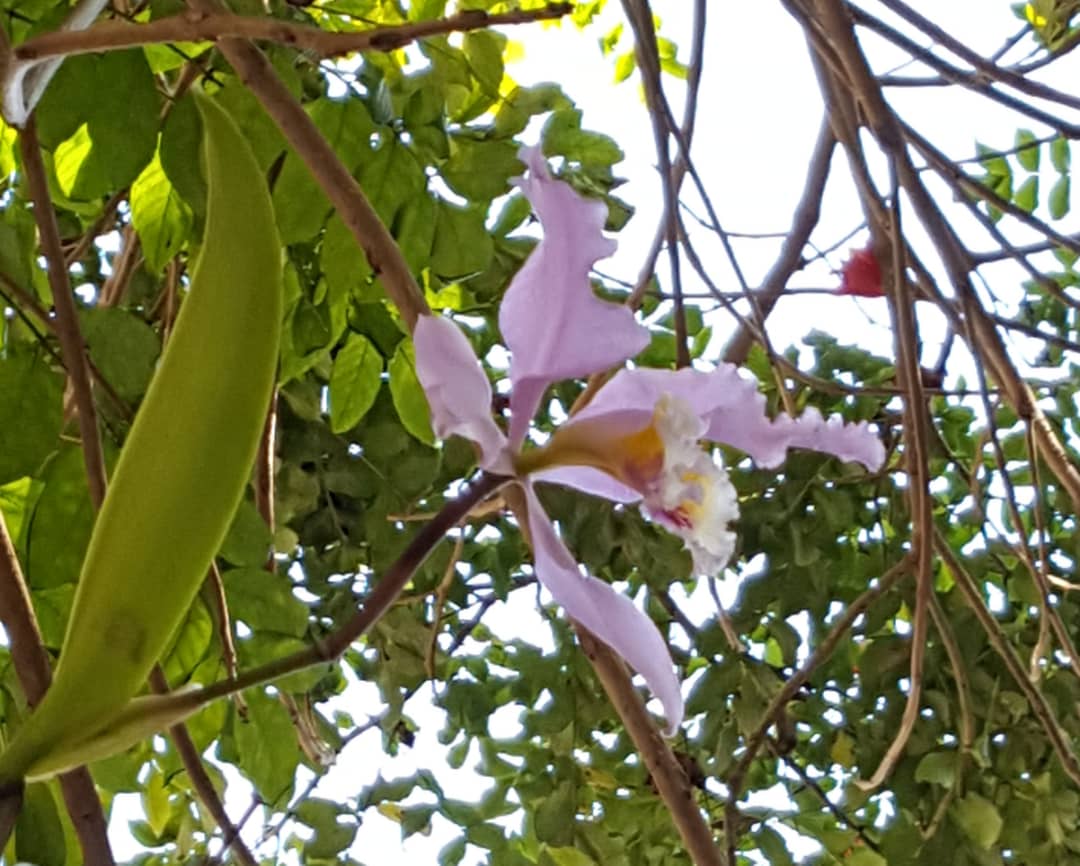 orquidea 4.jpg