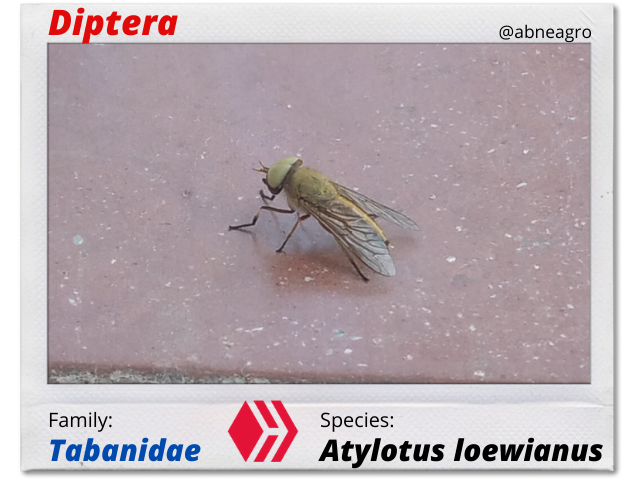 Diptera(2).png