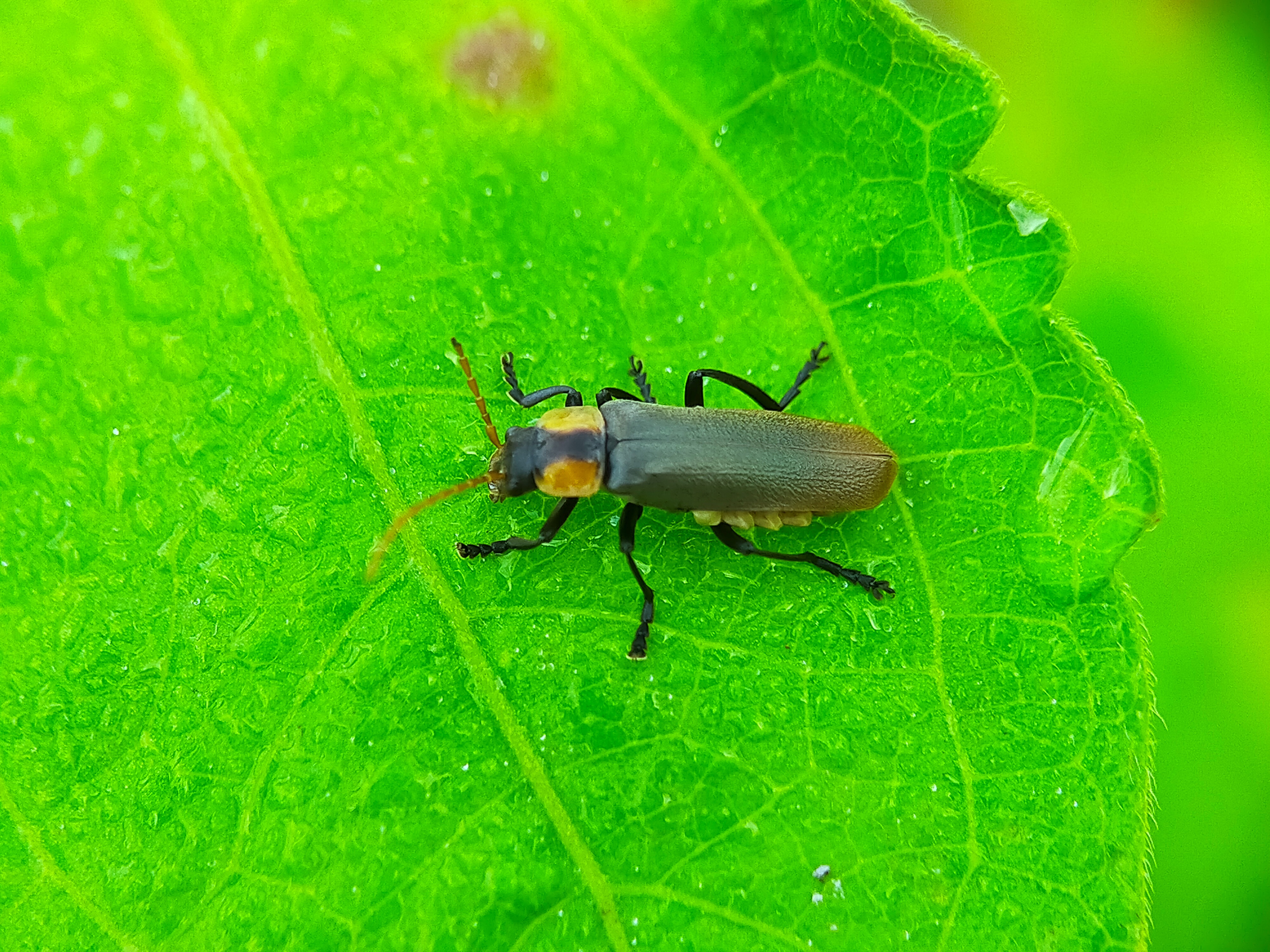 Chauliognathus lugubris (24).jpg