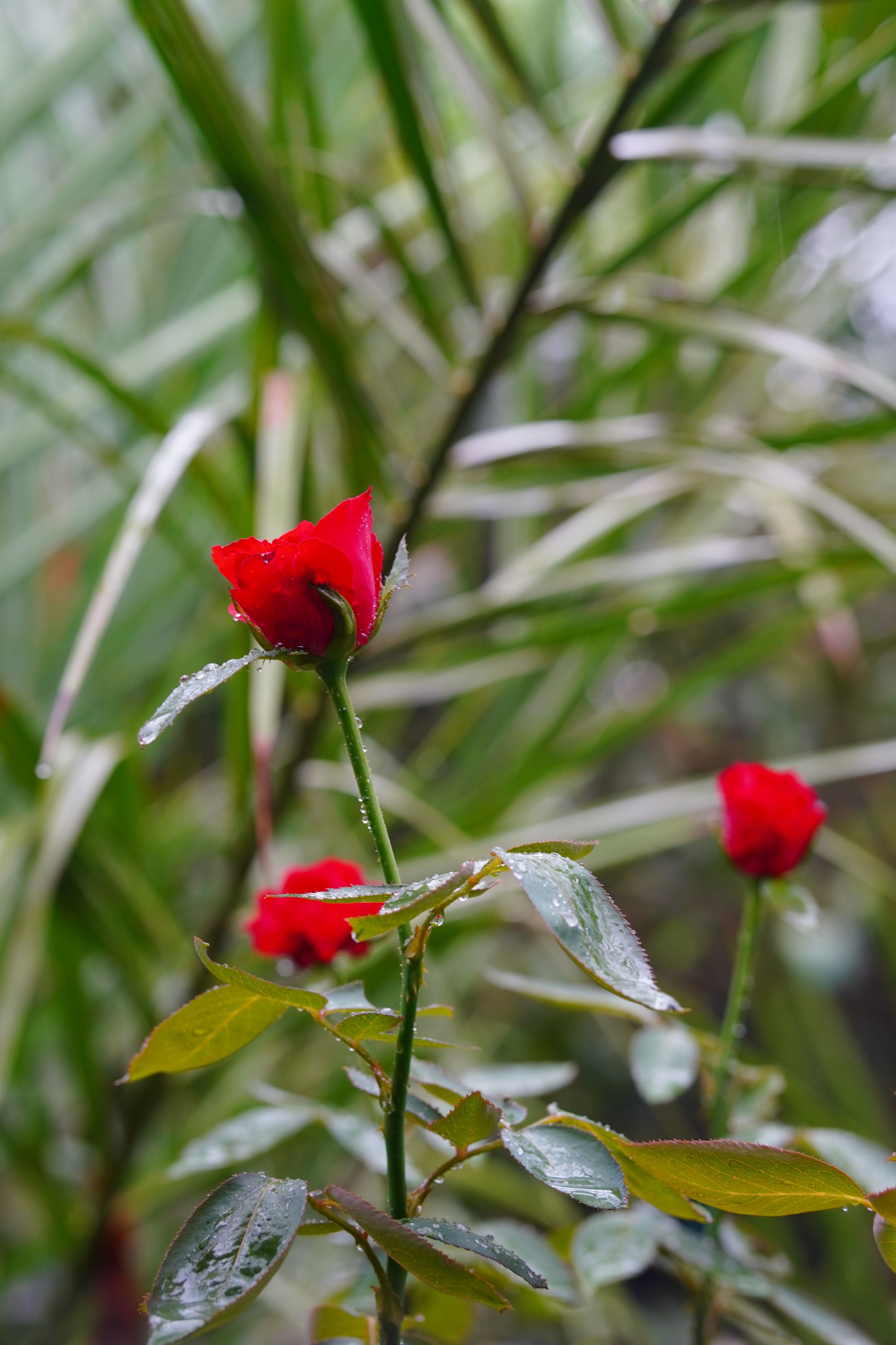 DSC03146.jpg