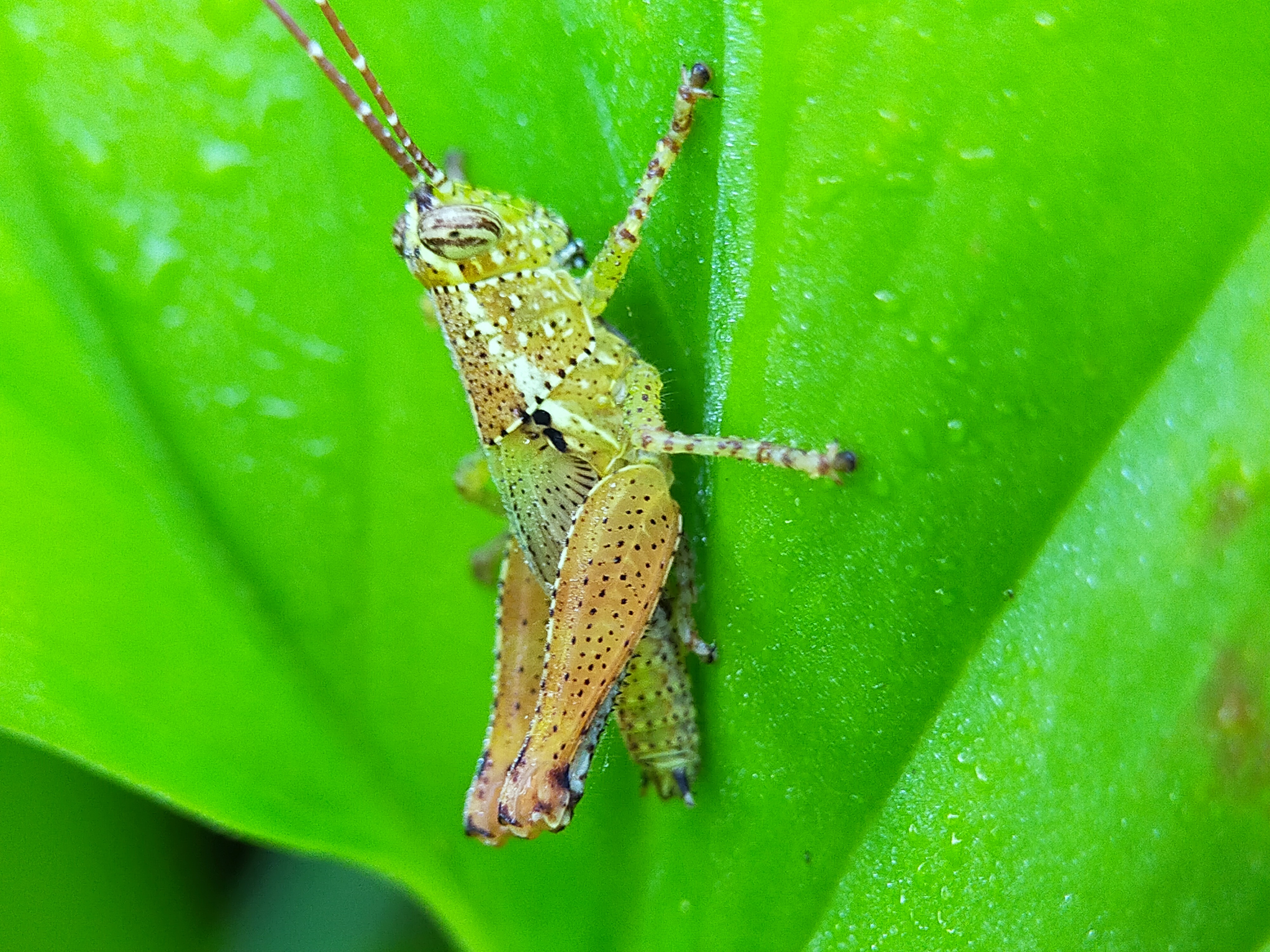 Grasshopper (21).jpg