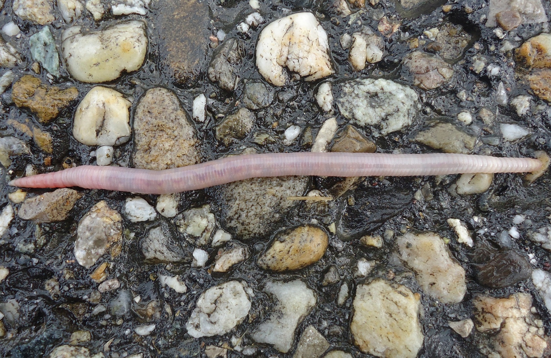 earthworm-694510_1920.jpg