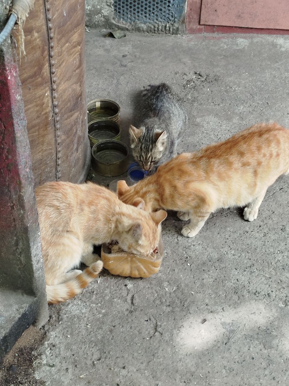 Favorable conditions for keeping a street cat with kittens.