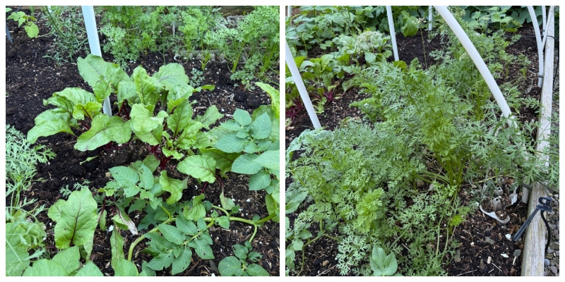 hivegarden-journal-beets-carrots.jpg