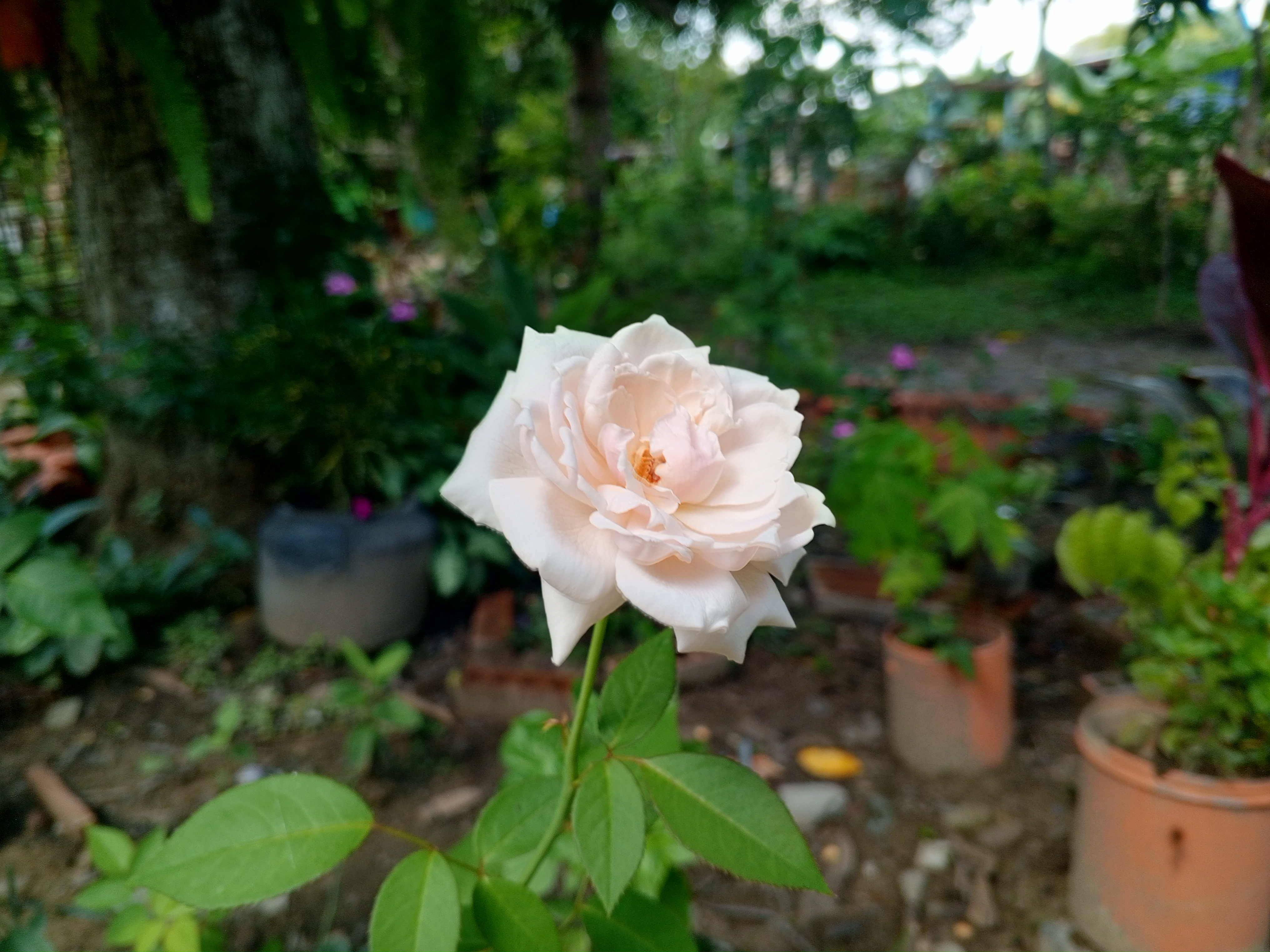 IMG_20250628_102258_106.jpg
