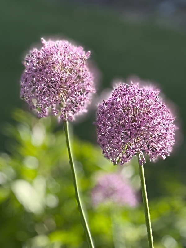 hivegarden-globe-allium-15.jpg