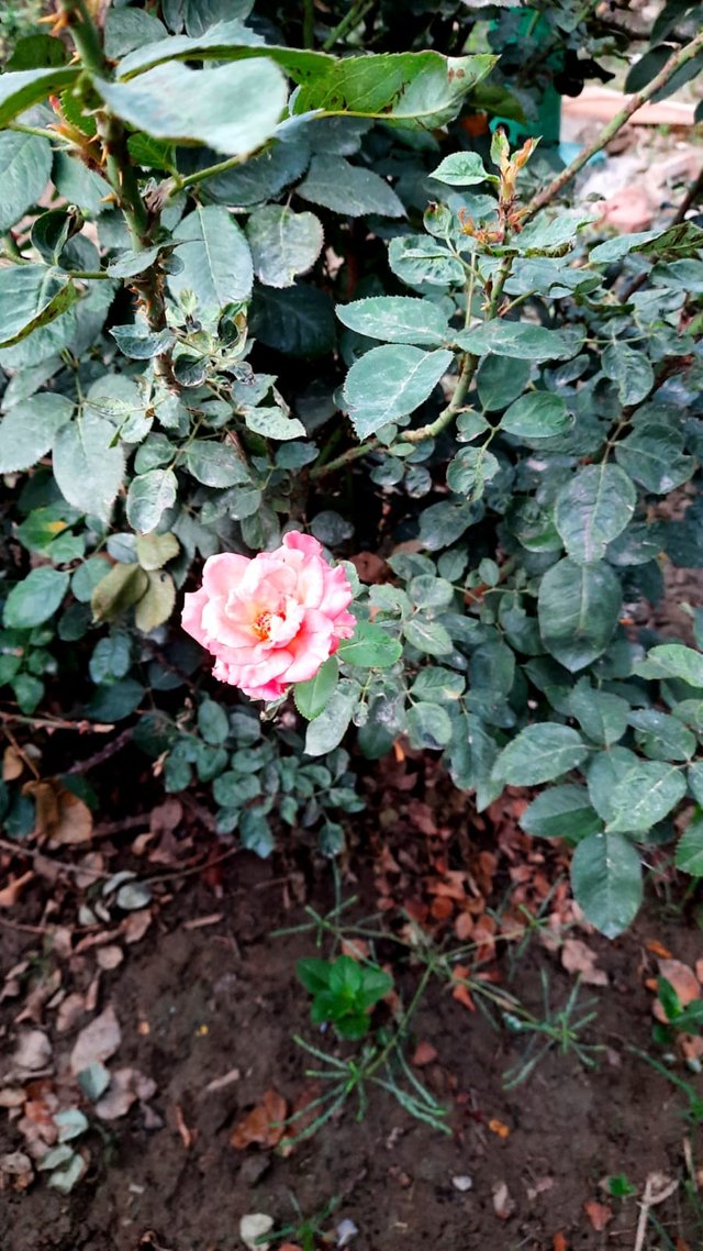 Pink Red Rose flower 3.jpg