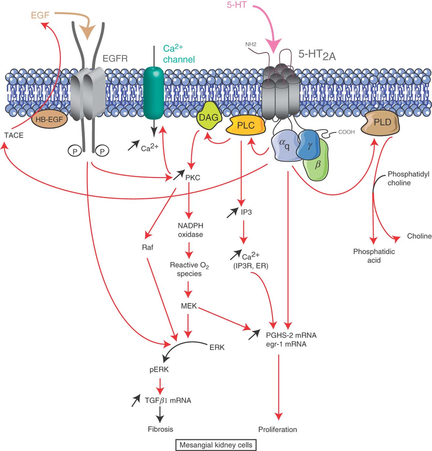 5-HT2A-receptor-signaling-pathways-in-mesangial-kidney-cells-The-5-HT2AR-is-coupled-to.png