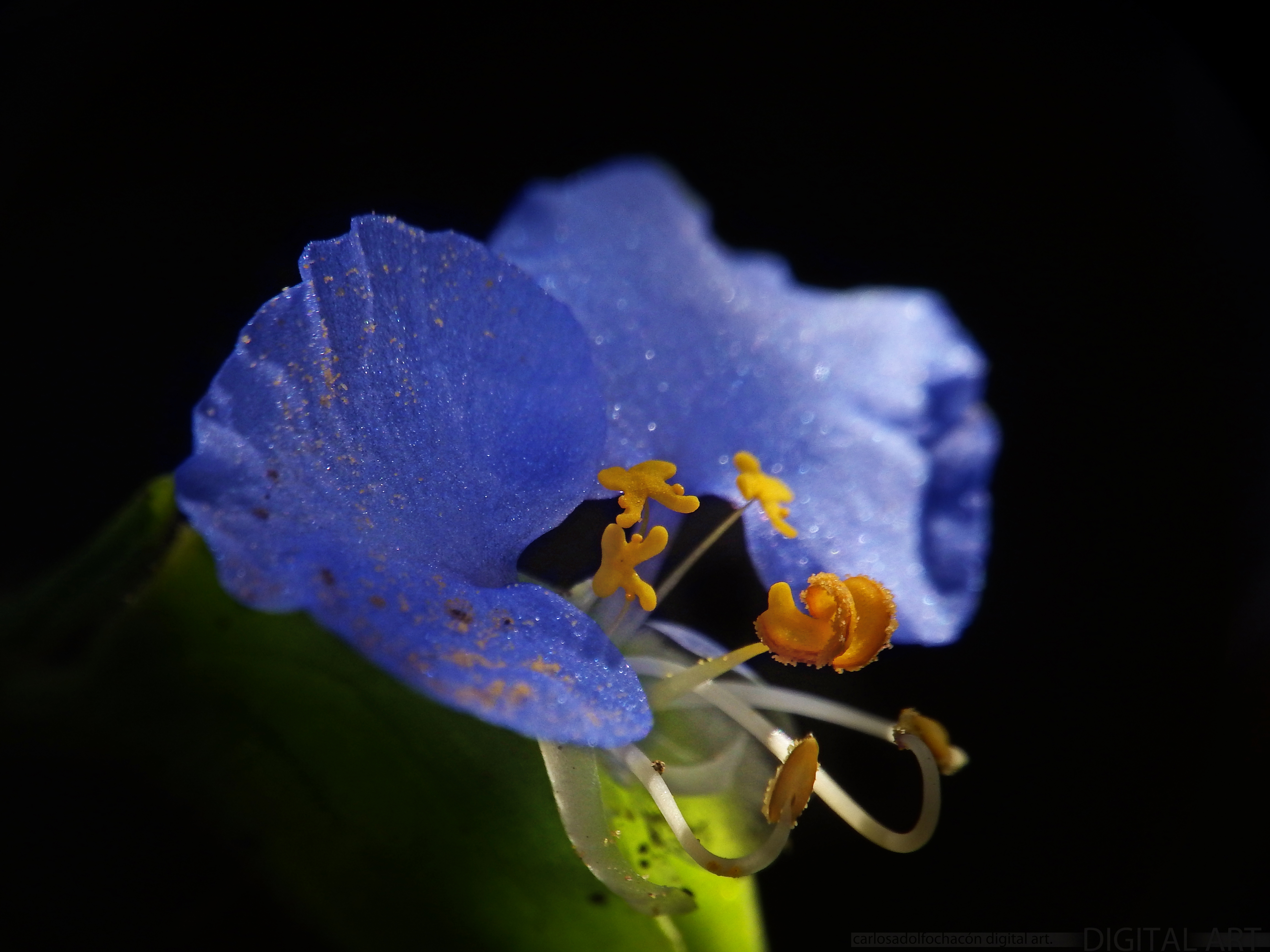 DSCF0668.jpg