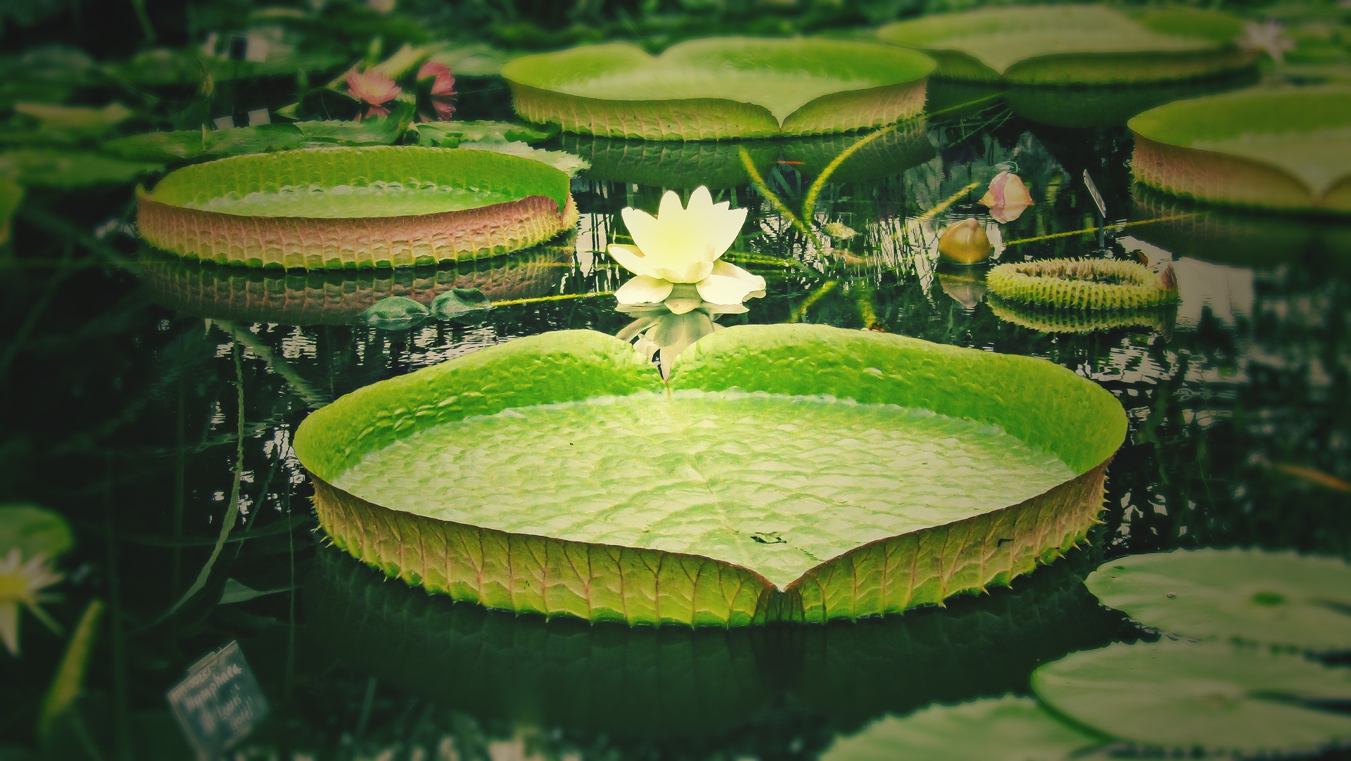 water-lily-4662268_1920.jpg