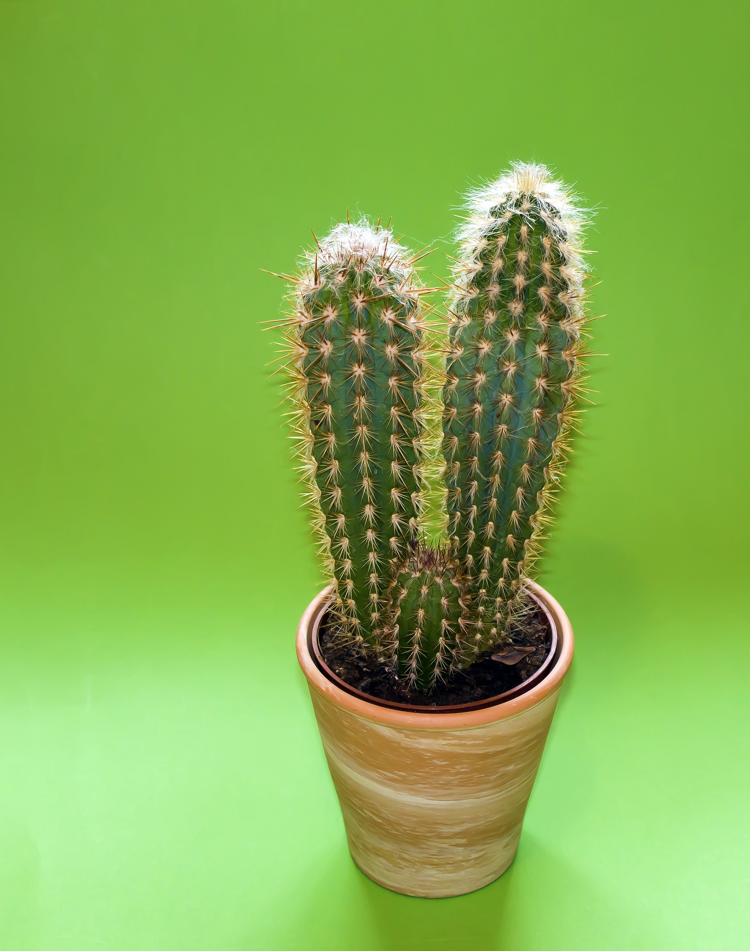 cactus-343955_1920.jpg