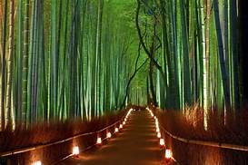 Bósque de bambú.jpg