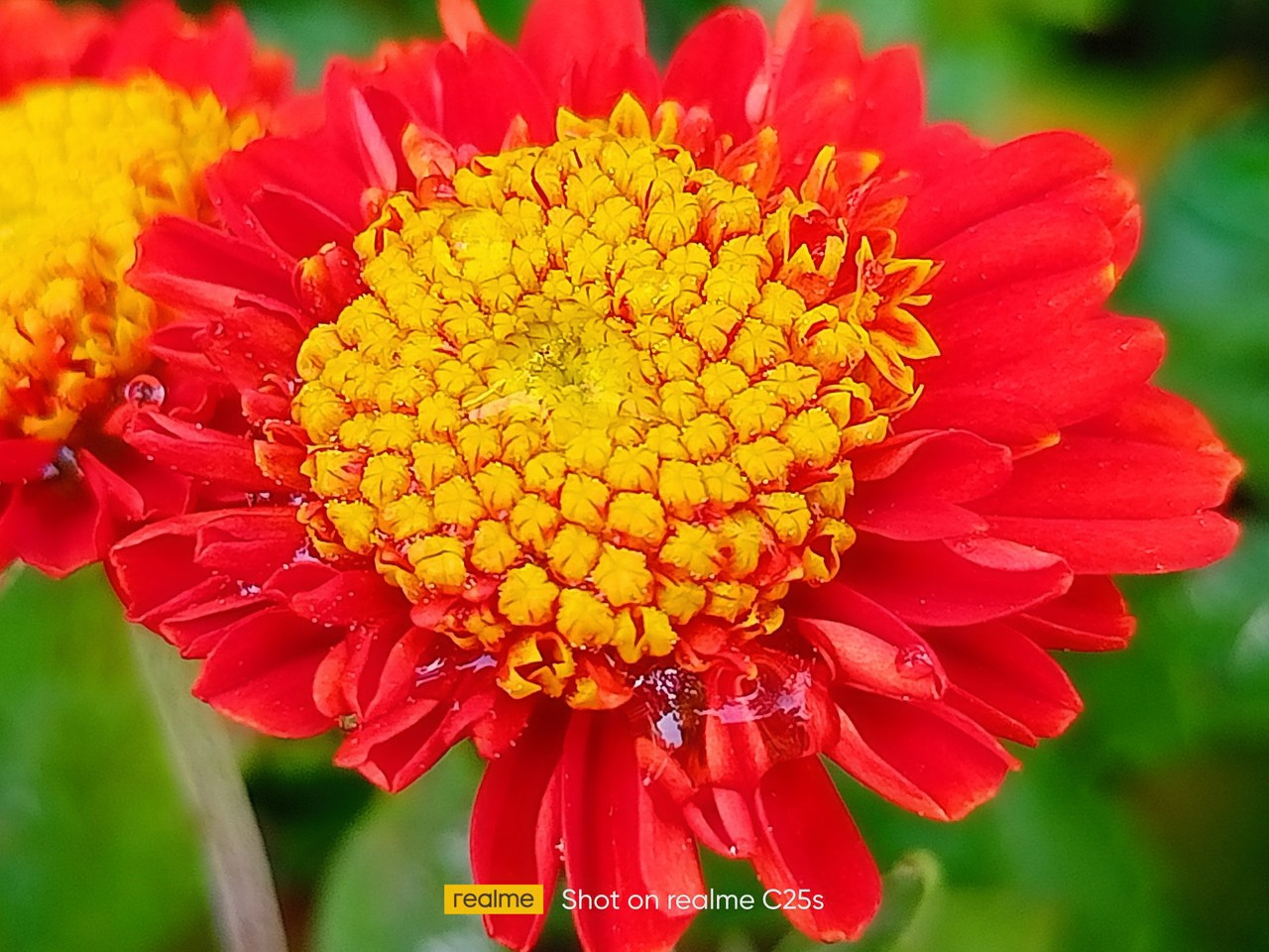 Beautiful Dahlia Flower.