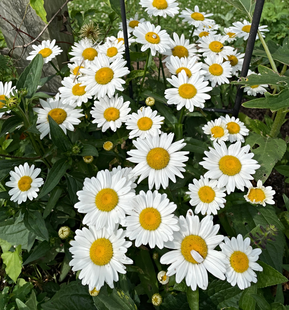 daisy.jpg