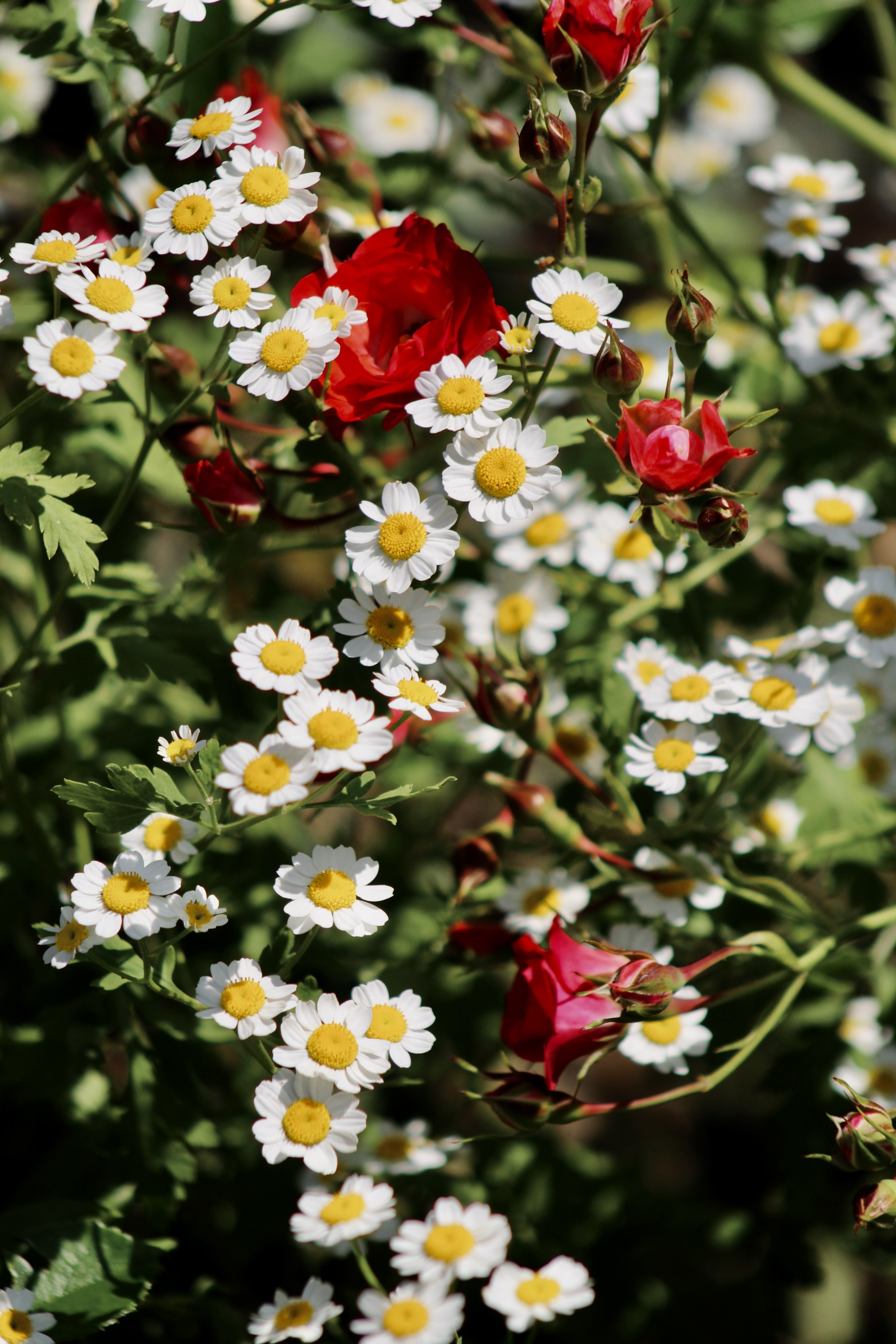 IMG_6101.jpeg