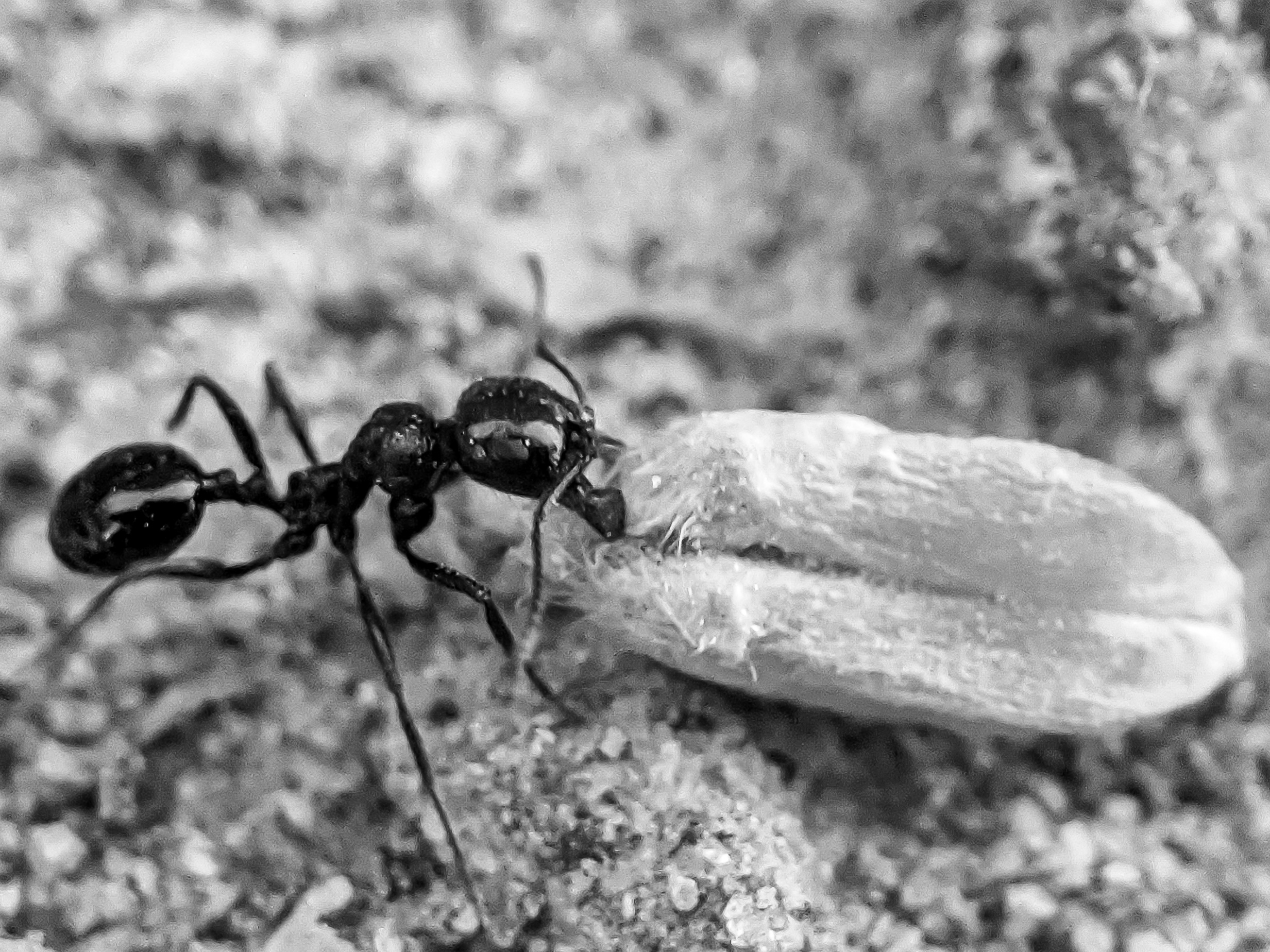 ant (3).jpg