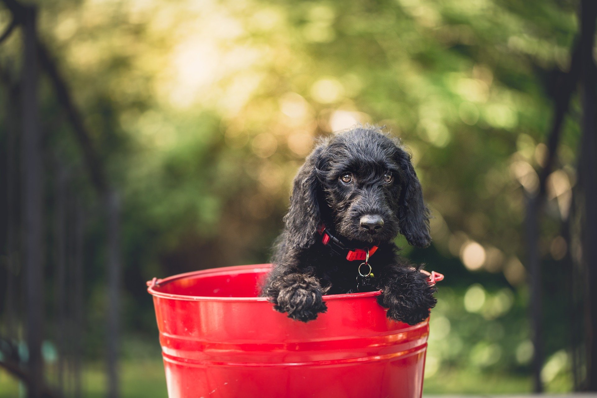black-dog-1851106_1920.jpg