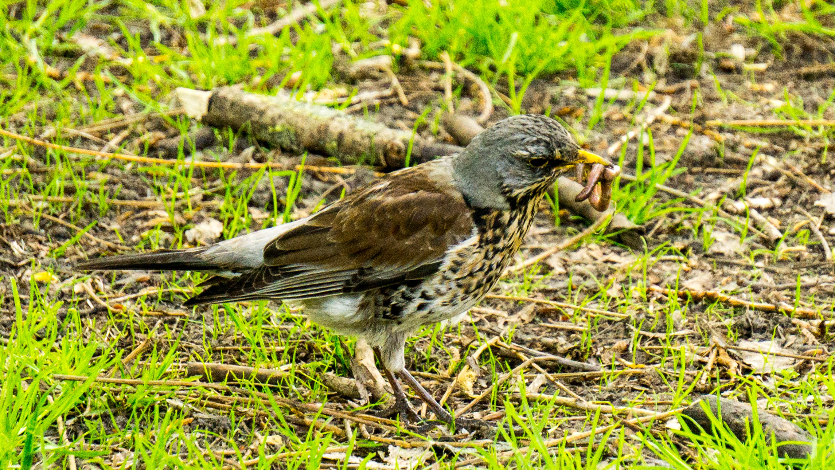 DSC09990-4.jpg