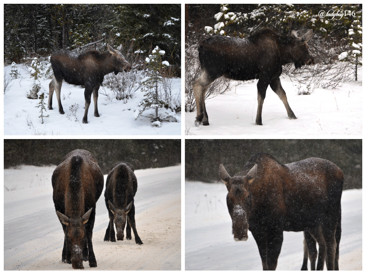moose (6).jpg